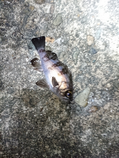 短時間メバリング