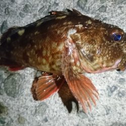 なんとか一匹…