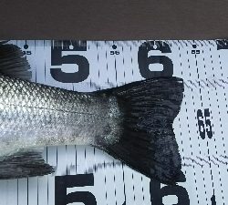 今年初ヒラスズキ！