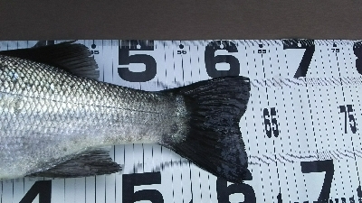 今年初ヒラスズキ！