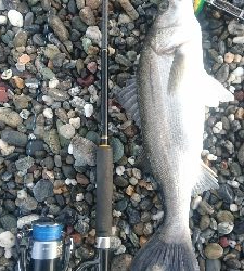 仁淀川河口サーフ、ショアジギング