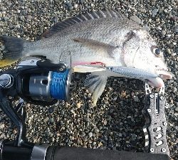 仁淀川河口周辺サーフショアジギング