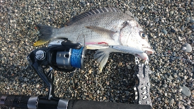 仁淀川河口周辺サーフショアジギング