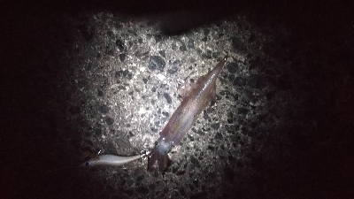 まだ釣れた‼️