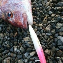 赤い彗星。ショア真鯛とヒラスズキゲット