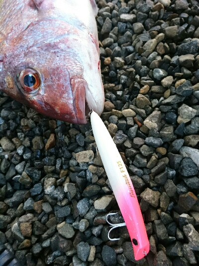 赤い彗星。ショア真鯛とヒラスズキゲット