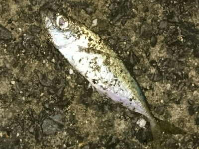 アジングコラボ