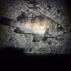 天気良かったので適当に