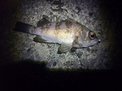 天気良かったので適当に