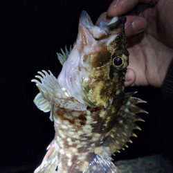 極寒ランガンライトゲーム