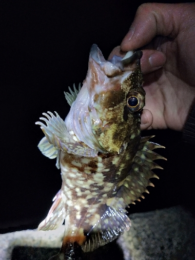 極寒ランガンライトゲーム