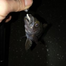 何でもランガン釣行