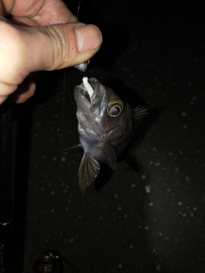 何でもランガン釣行