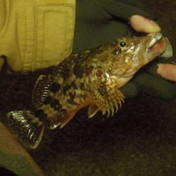 カサゴは裏切らない。