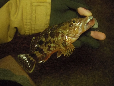 カサゴは裏切らない。