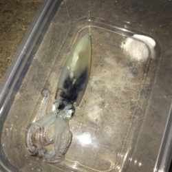 ボウズ逃れのヒイカ1杯σ(^_^;)