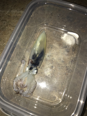 ボウズ逃れのヒイカ1杯σ(^_^;)