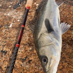 白昼引きずり出した一本