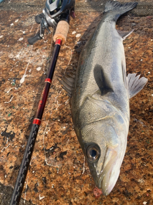 白昼引きずり出した一本