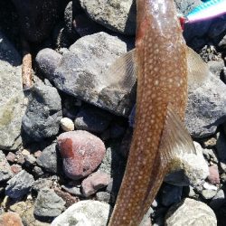 ショアジギング！