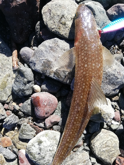 ショアジギング！