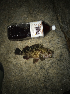 メバリングならず