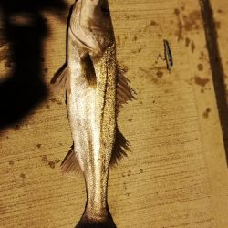 シーバスバトル!!