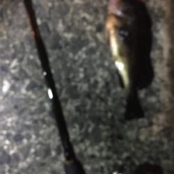 深夜メバリング