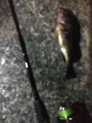 深夜メバリング