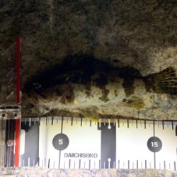 久々のライトゲーム