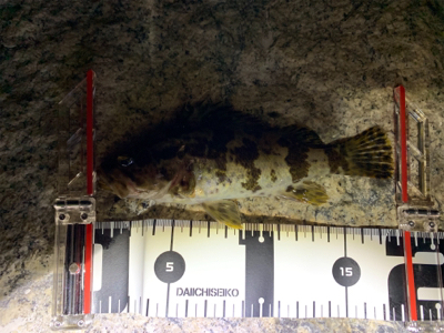 久々のライトゲーム