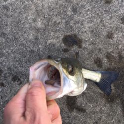 エビ撒き活性は渋く 寒い