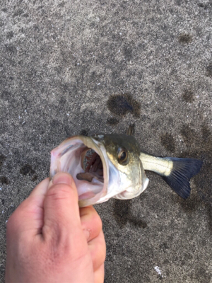 エビ撒き活性は渋く 寒い