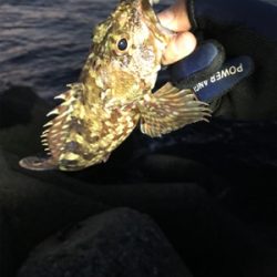 フィッシングショー大阪からのメバリング