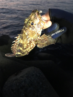 フィッシングショー大阪からのメバリング