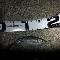 ロックフィッシュからのアジ