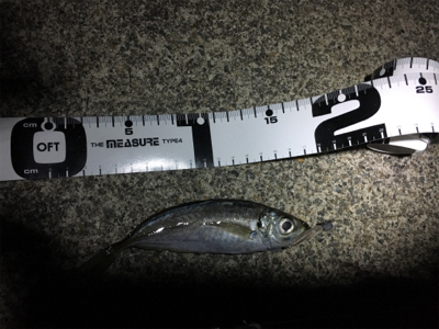 ロックフィッシュからのアジ