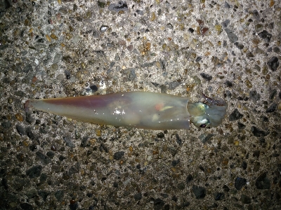 ライトゲーム＆エギング