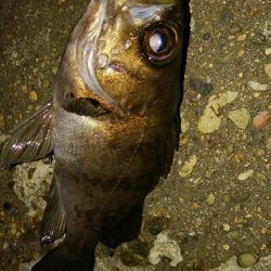 メバルプラッキングゲーム