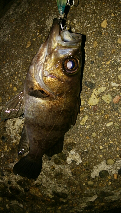 メバルプラッキングゲーム