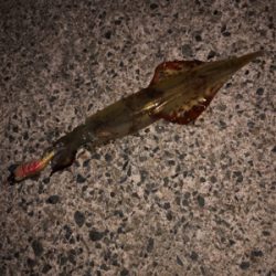 初ヤリイカ（╹◡╹）