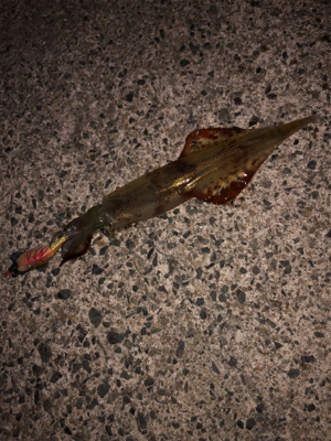 初ヤリイカ（╹◡╹）