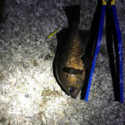 メバリング楽し!