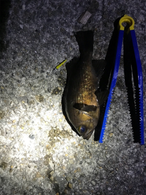 メバリング楽し!