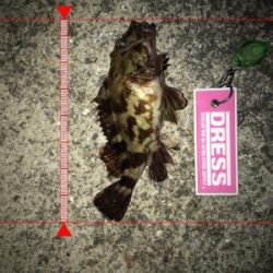 イソメでガシラ