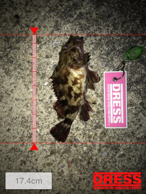 イソメでガシラ