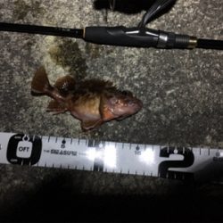 激シブロックフィッシュ