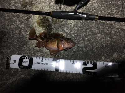 激シブロックフィッシュ