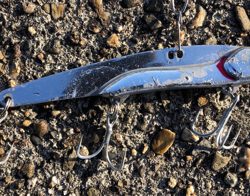 サバゲー、、青物には巡り会えず