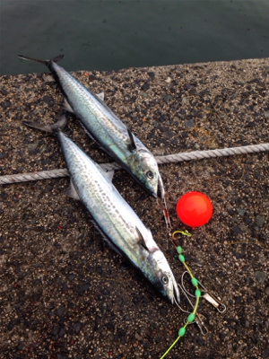 サゴシ60cm×1匹、サゴシ55cm×1匹…